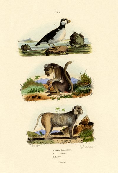 Bonnet Macaque by French School